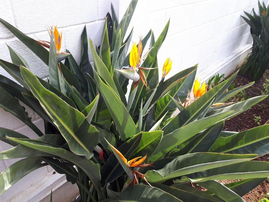 Apartamento Tranquilo En Una Casa Con Jardin La Laguna  Buitenkant foto